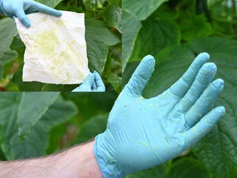 Person wearing a blue glove holding a piece of paper with a leaf sample, surrounded by green leaves.