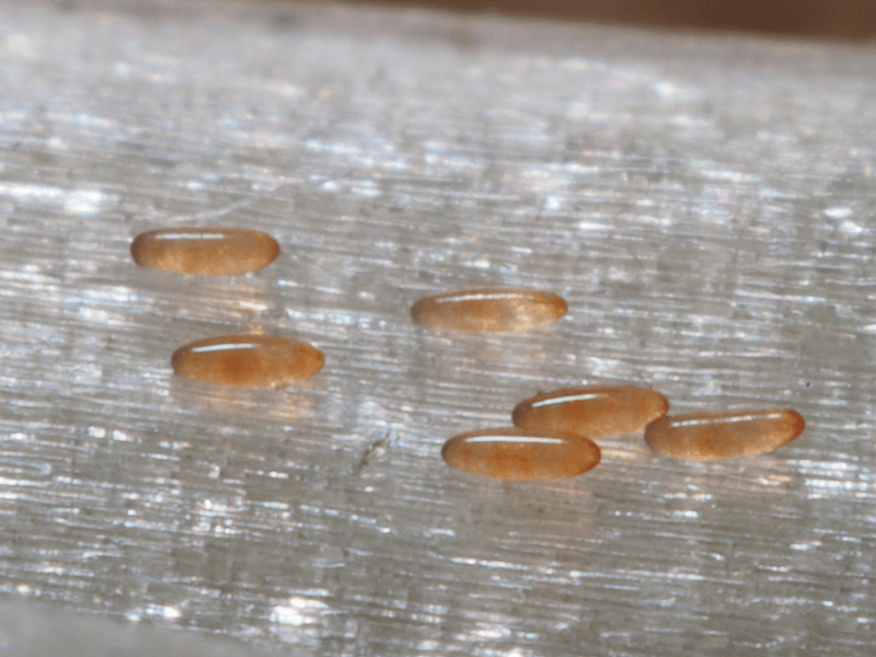 Aphidoletes aphidimyza eggs on a textured gray surface