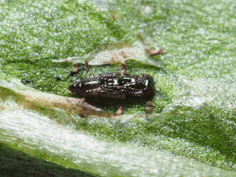 Diglyphus isaea pupa