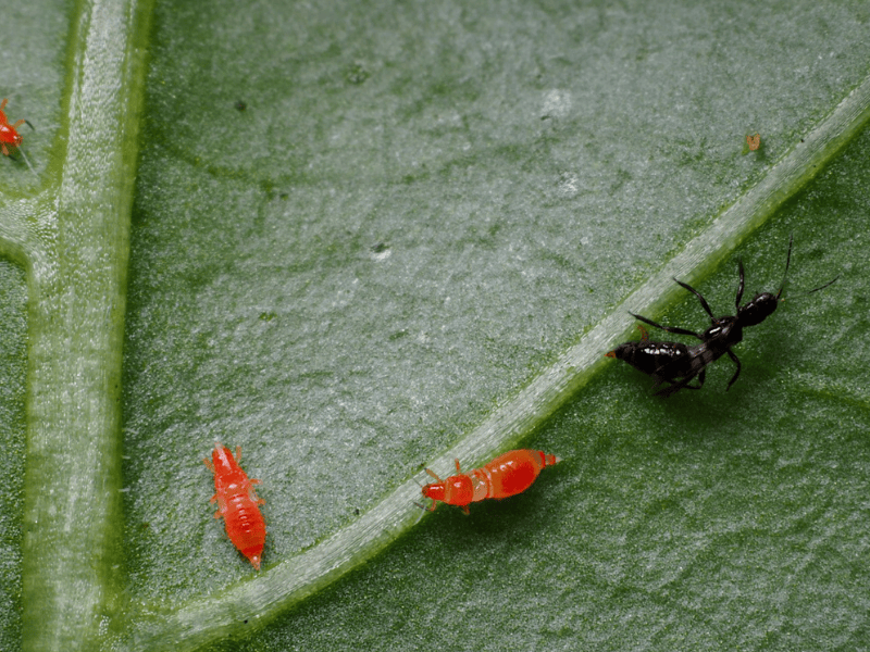 Franklinothrips vespiformis adult larva prepupa