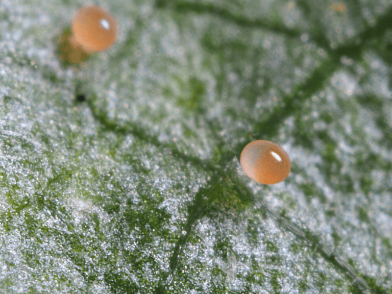 Phytoseiulus Persimilis egg on a green leaf with a close-up view