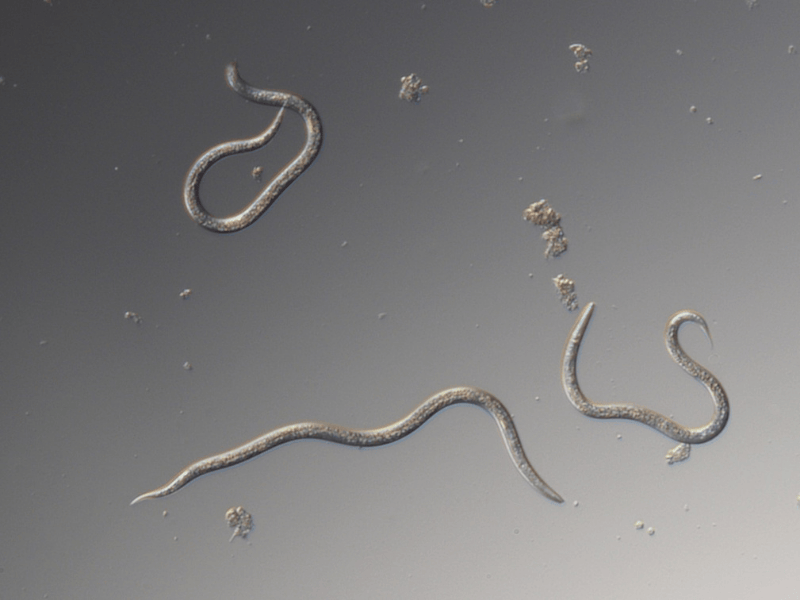 Microscopic view of Steinernema Feltiae