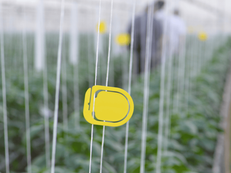 Yellow signal clip in pepper crops