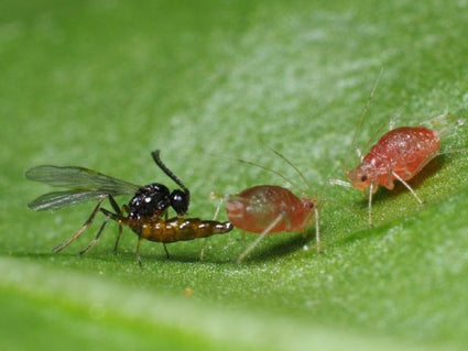 Pflanzenschutz & Nützlinge