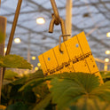 Bug-Scan® Rolls and Sticky Traps