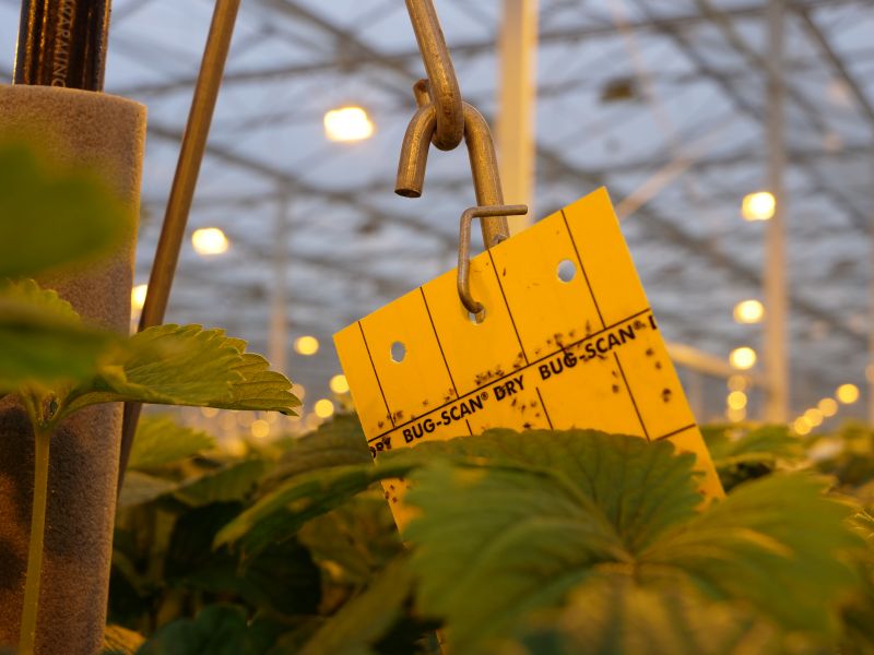 Bug-Scan® Rolls and Sticky Traps