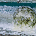 Foamy water with a wheel submerged, possibly in a pool or pond.