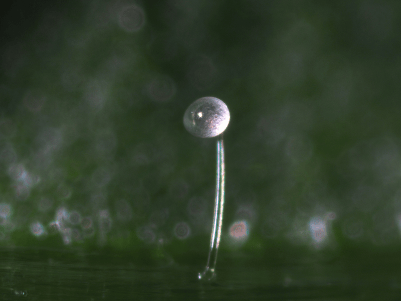 Amblydromalus Limonicus egg on a leaf with a blurred green background