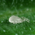 Amblydromalus Limonicus on a leaf with a blurred green background