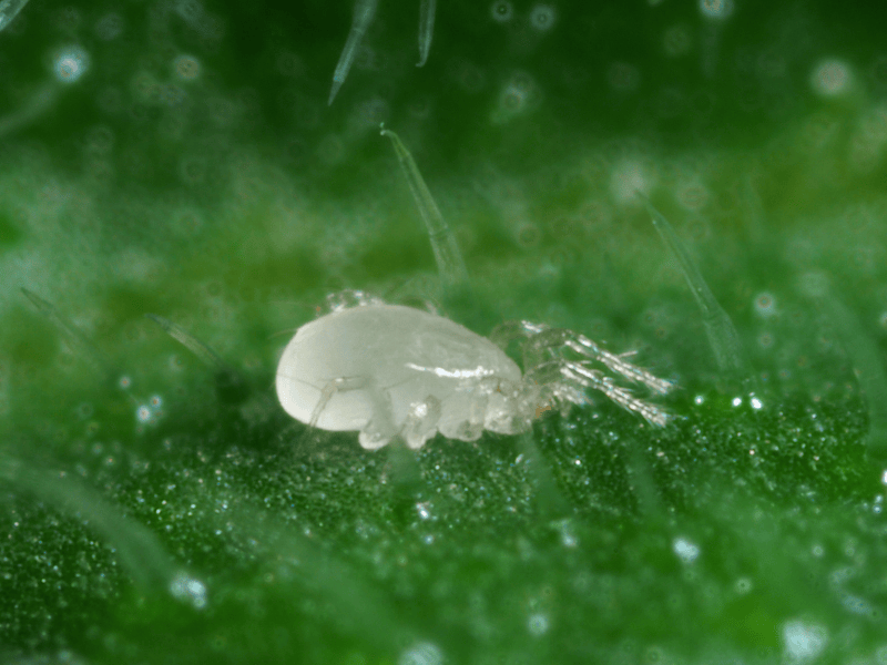 Amblydromalus Limonicus on a leaf with a blurred green background