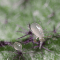 Amblydromalus Limonicus on a leaf with a blurred green background