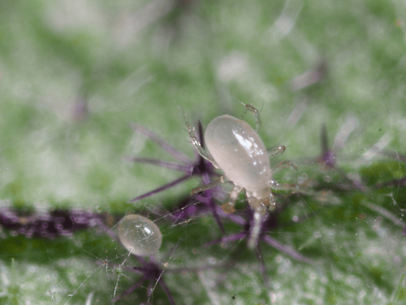 Amblydromalus Limonicus on a leaf with a blurred green background