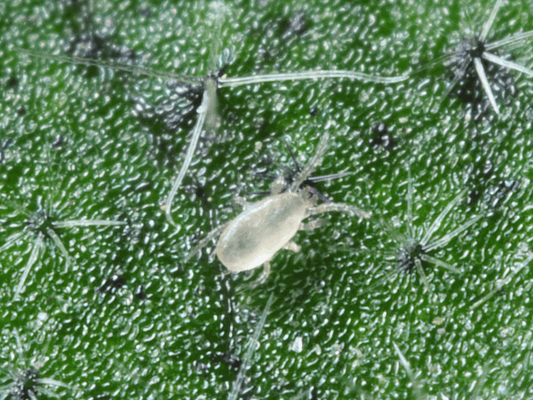 Close-up of a spider mite amblyseius californicus on a green leaf
