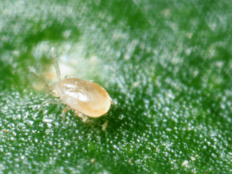 Amblyseius Cucumeris adult on a green leaf