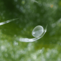 Close-up of a Amblyseius Cucumeris egg on a green leaf