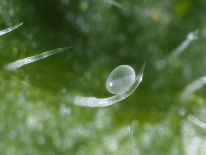 Close-up of a Amblyseius Cucumeris egg on a green leaf
