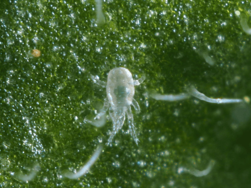 Amblyseius Cucumeris larva on a green leaf