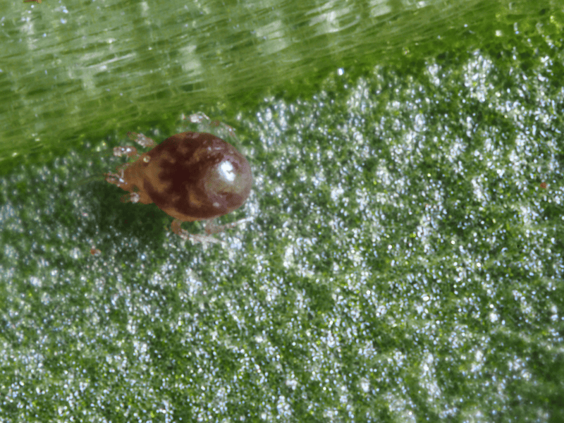 Amblyseius Degenerans on a green leaf 