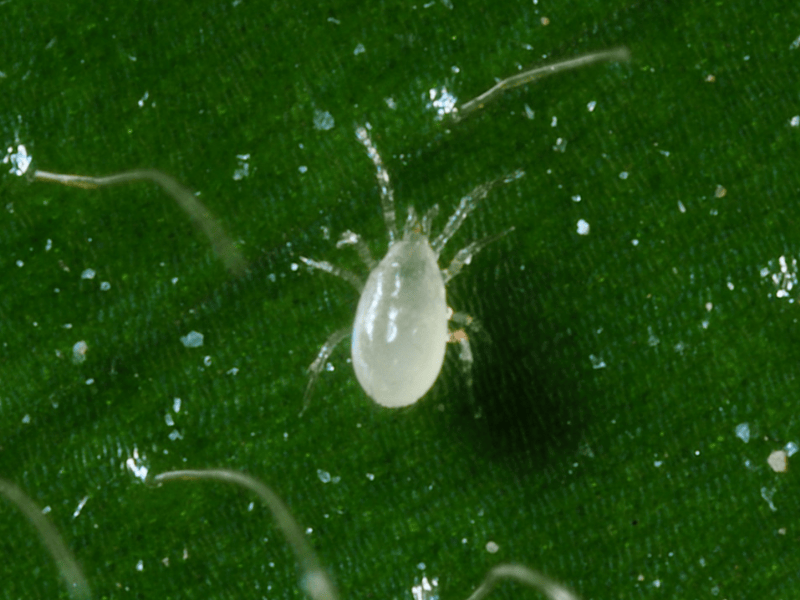Amblyseius Montdorensis adult on a green leaf