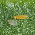 Amblyseius Montdorensis adult and thrips on a green leaf with a close-up view.