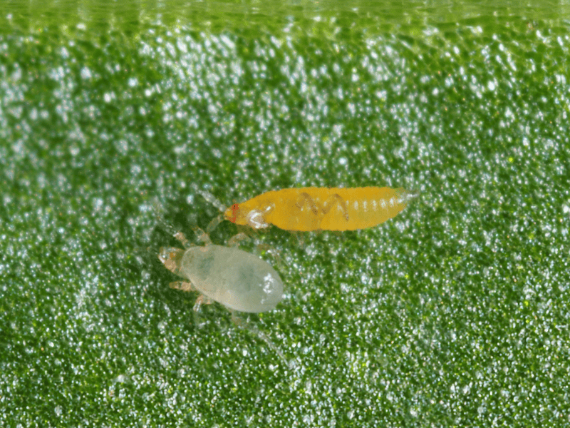 Amblyseius Montdorensis adult and thrips on a green leaf with a close-up view.