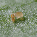 Amblyseius Montdorensis adult feeding on thrips