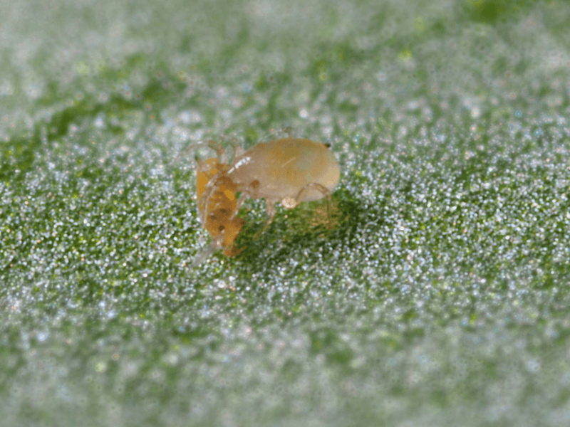 Amblyseius Montdorensis adult feeding on thrips
