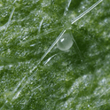 Close-up of a green leaf with a Amblyseius Montdorensis egg