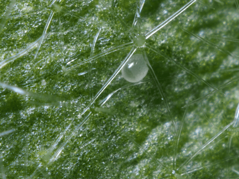 Close-up of a green leaf with a Amblyseius Montdorensis egg