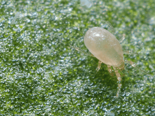 Amblyseius Swirskii adult on a green leaf