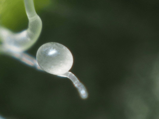 Close-up of an Amblyseius Swirskii egg with a blurred background