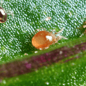 Close-up of Amblyseius Degenerans on a green leaf