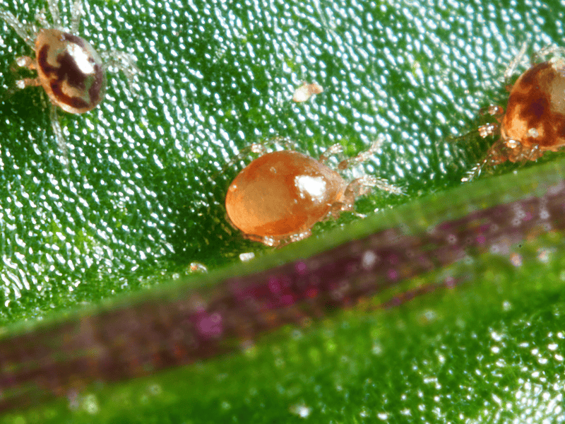 Close-up of Amblyseius Degenerans on a green leaf