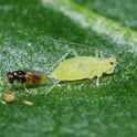 Aphelinus abdominalis adult on a green leaf