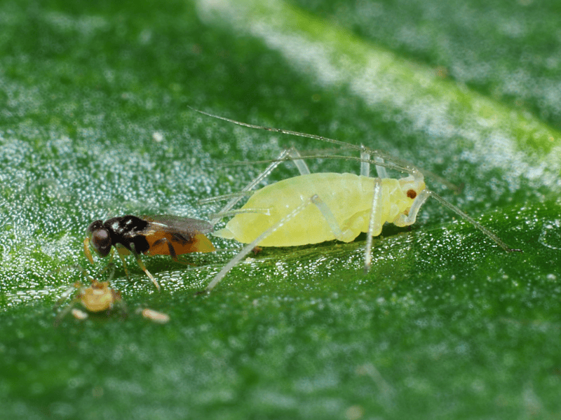 Aphelinus abdominalis adult on a green leaf