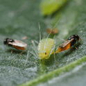 Aphelinus abdominalis adult on a green leaf with a close-up view