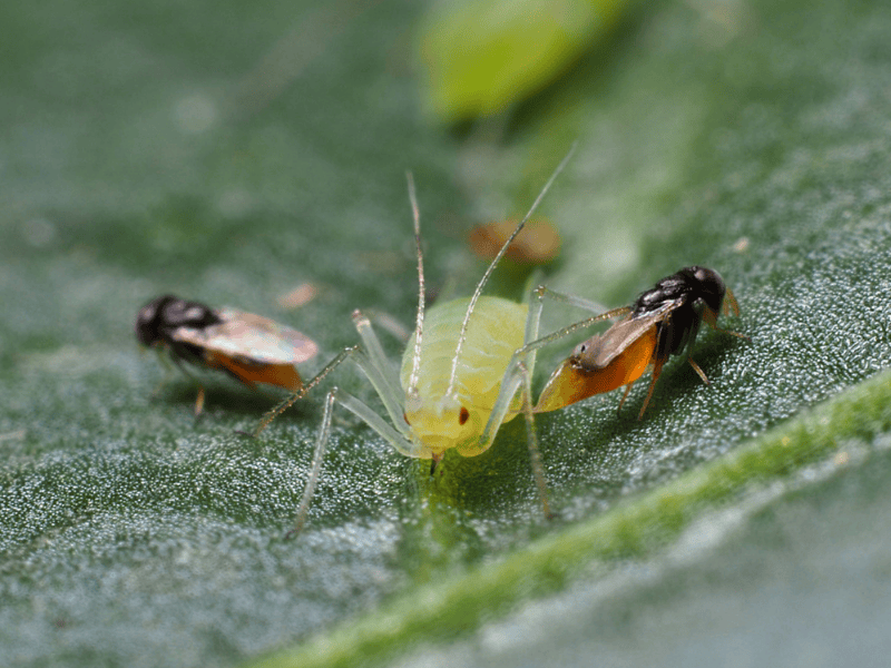 Aphelinus abdominalis adult on a green leaf with a close-up view
