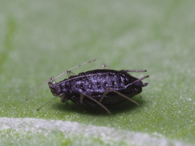 Aphelinus abdominalis mummy on a green leaf