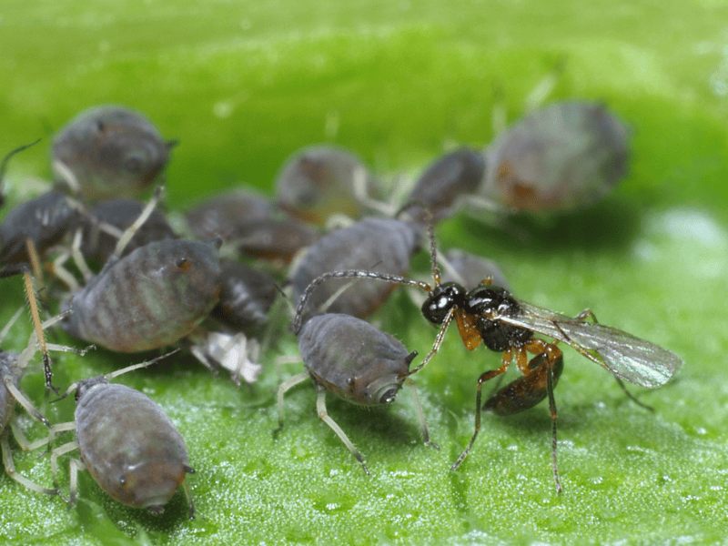 Aphidius colemani adult with aphids on a green leaf