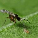 Aphidius colemani adult on a green leaf with a close-up view