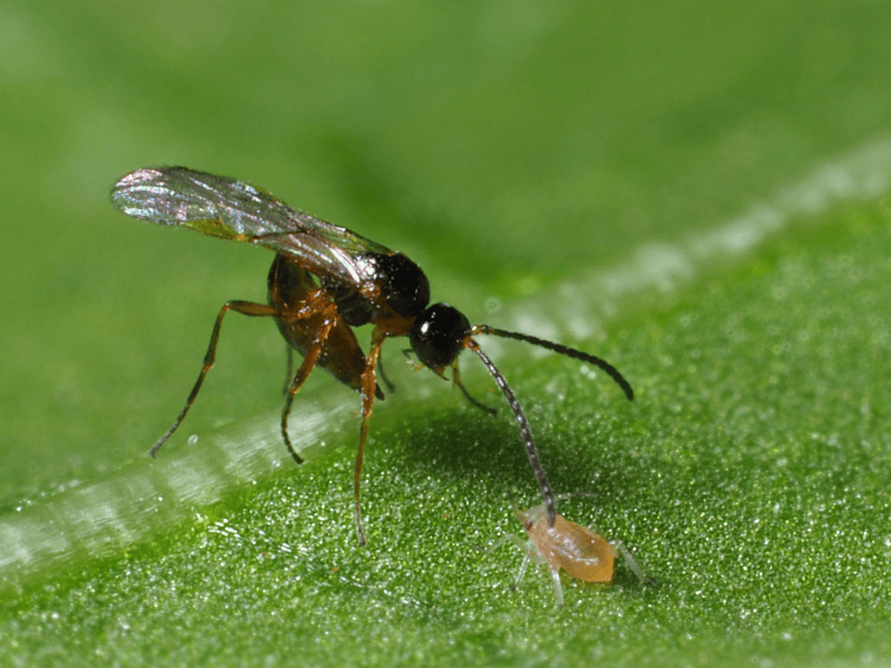 Aphidius colemani adult on a green leaf with a close-up view