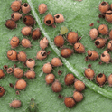 Aphidius colemani mummies on a green leaf
