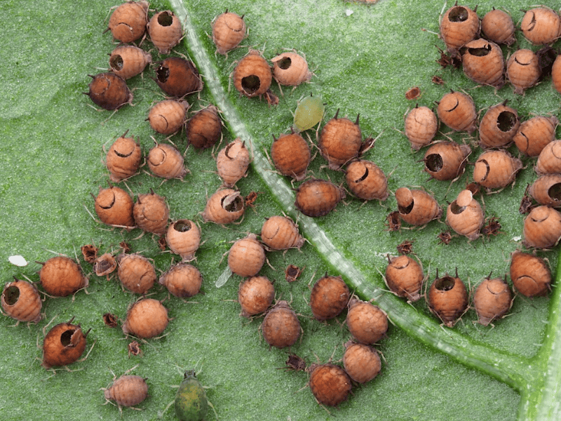 Aphidius colemani mummies on a green leaf