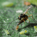 Aphidius ervi adult on a leaf with aphids, close-up view