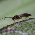 Aphidius ervi adult on a green leaf with a blurred green background