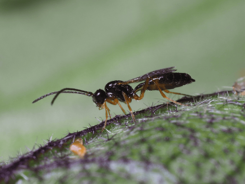 Aphidius ervi adult on a green leaf with a blurred green background