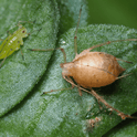 Aphidius ervi mummy and aphid on a green leaf with a blurred background