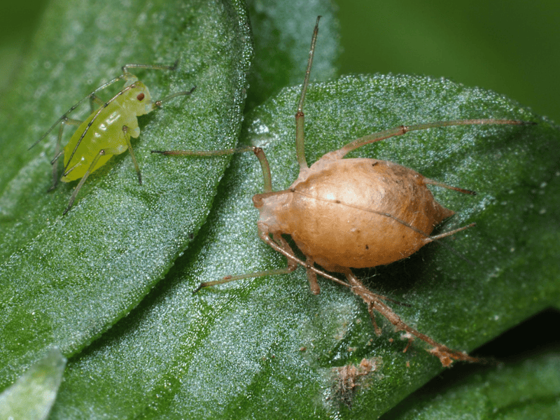 Aphidius ervi mummy and aphid on a green leaf with a blurred background