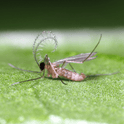 Aphidoletes aphidimyza adult male on a green leaf with a blurred background