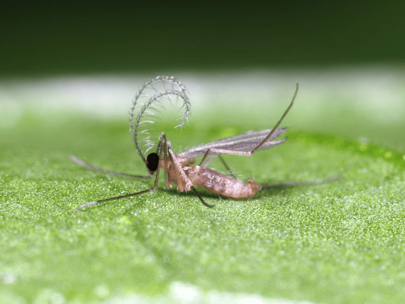 Aphidoletes aphidimyza adult male on a green leaf with a blurred background